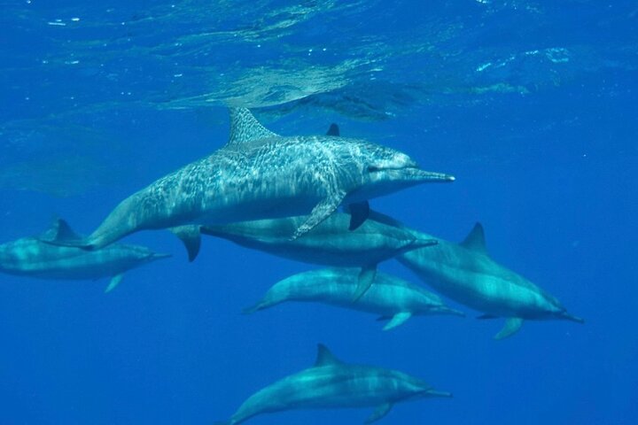 Submarine cruise