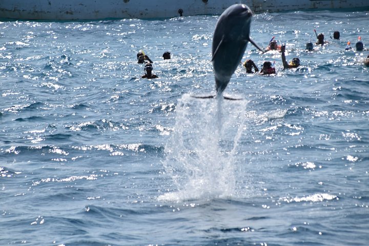 Dolphin House and Banana Boat Fun-Day Trip