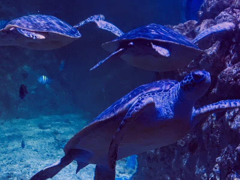 Aquarium hurghada