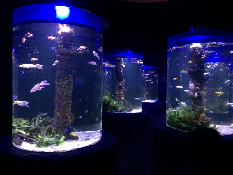 Aquarium hurghada