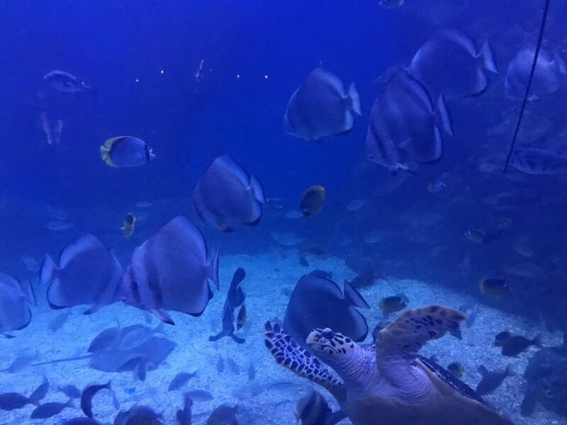 Aquarium hurghada