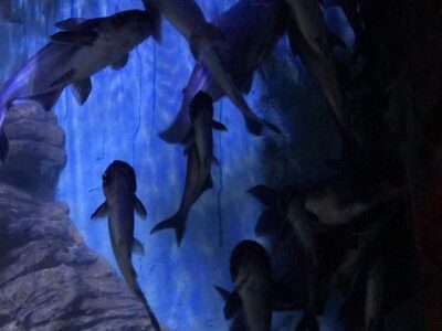 Aquarium hurghada