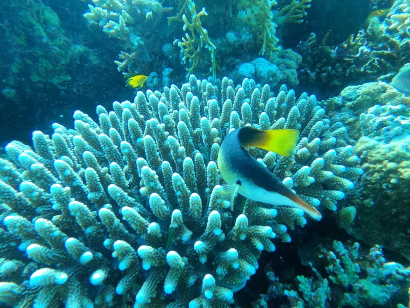 Hurghada Diving